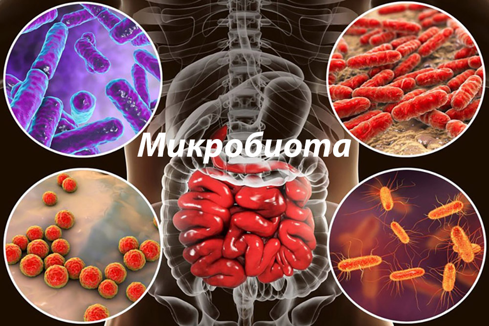 микробиота